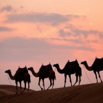 Chameau ou Dromadaire au Maroc : Où Faire une Randonnée à Dos